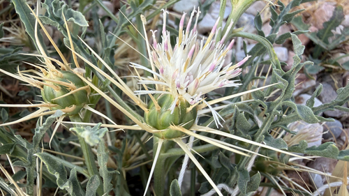 Centaurea pungens