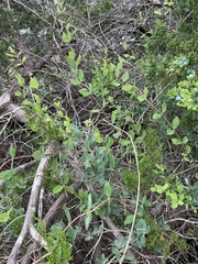 Lonicera albiflora, photograph author not stated, no rights reserved