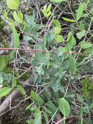 Lonicera albiflora, photograph 3