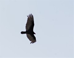 Cathartes aura