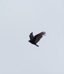 Cathartes aura
