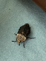 Thanatophilus lapponicus