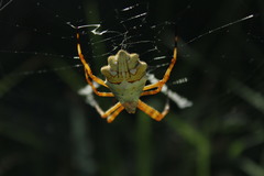 Argiope argentata
