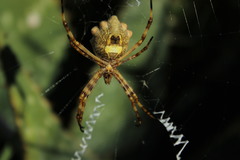 Argiope argentata