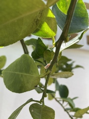 Citrus × aurantiifolia