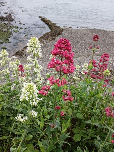 Red Valerian