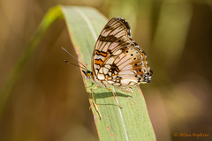 Junonia sophia sophia