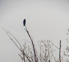 Corvus brachyrhynchos