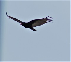 Cathartes aura