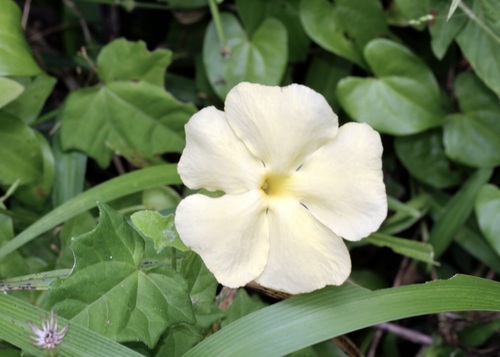 Thunbergia dregeana (Thunbergia dregeana)