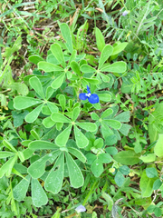 Lupinus subcarnosus