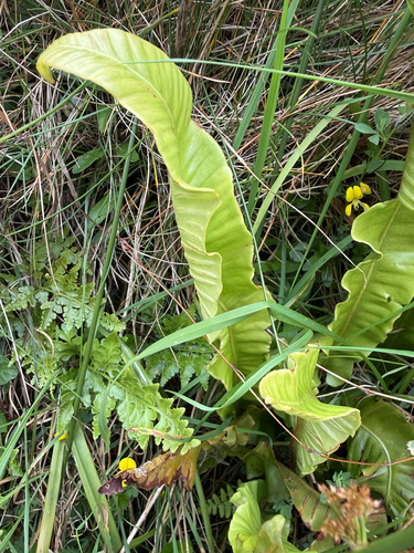Hart's-tongue fern