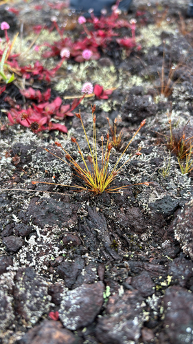 Bulbostylis capillaris observed 2026-05-20