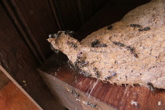 Metapolybia