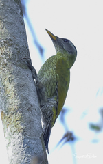 Picus xanthopygaeus