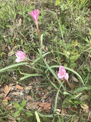 Zephyranthes chlorosolen