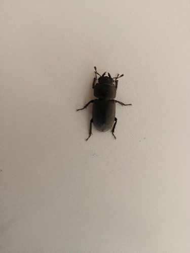 Lesser Stag Beetle