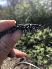 Podarcis muralis maculiventris