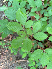 (c) FloraJenensis, some rights reserved (CC BY) European beech