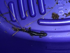 Plethodon glutinosus