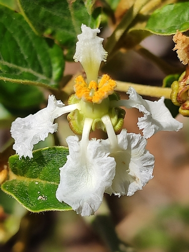 Banisteriopsis argyrophylla