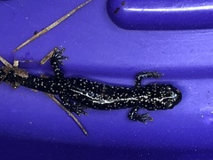 Plethodon glutinosus