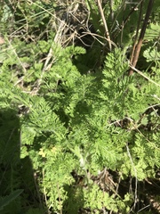 Daucus pusillus