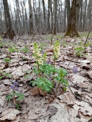Corydalis cava marschalliana