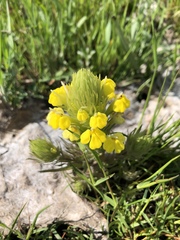 Castilleja rubicundula