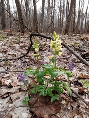 Corydalis cava marschalliana