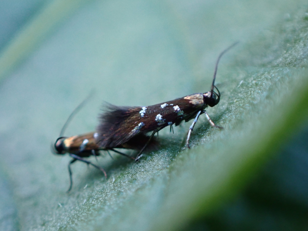 Spiniphallellus