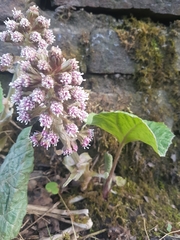 Petasites hybridus