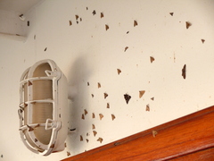 Heliothis cystiphora