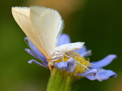Rhodometra sacraria