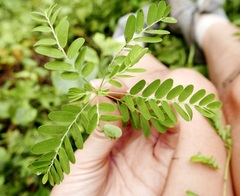 Phyllanthus amarus