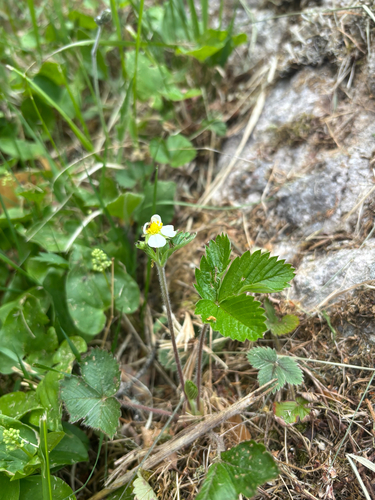 woodland strawberry