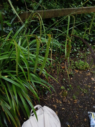 Hanging sedge
