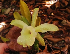 Rhyncholaelia glauca