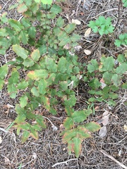 Berberis swaseyi