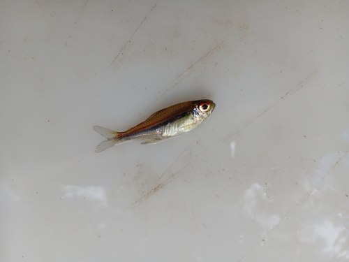 Vlagtetra (Hyphessobrycon heterorhabdus) — Characidae