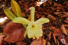 Rhyncholaelia glauca