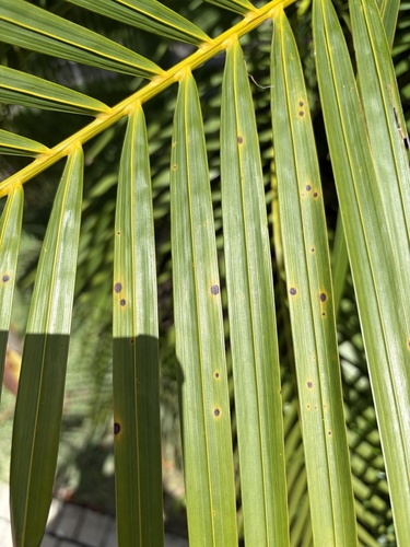 Antracnose (Colletotrichum gloeosporioides cepae)