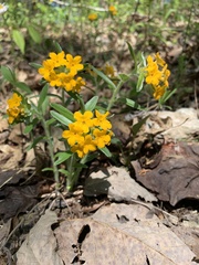 Lithospermum canescens