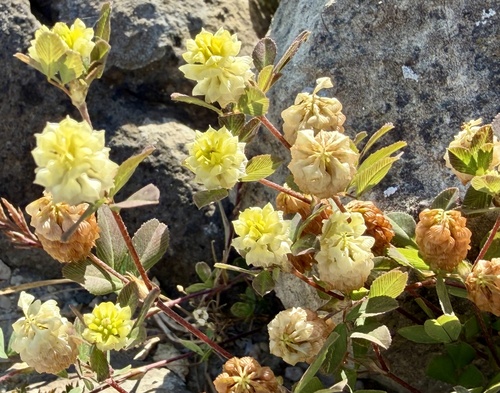 hop trefoil