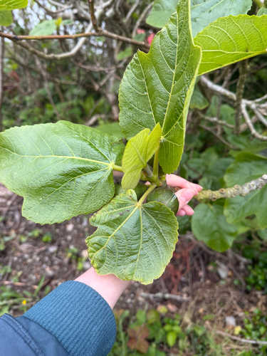 common fig