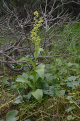 Veratrum album