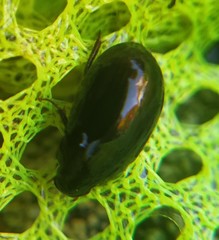 Hydrobius