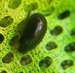 Hydrobius