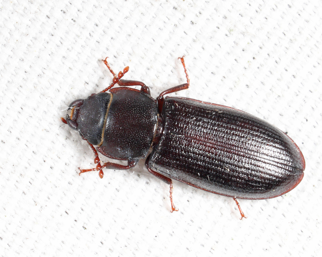 Tenebroides laticollis