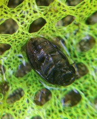 Hydrobius